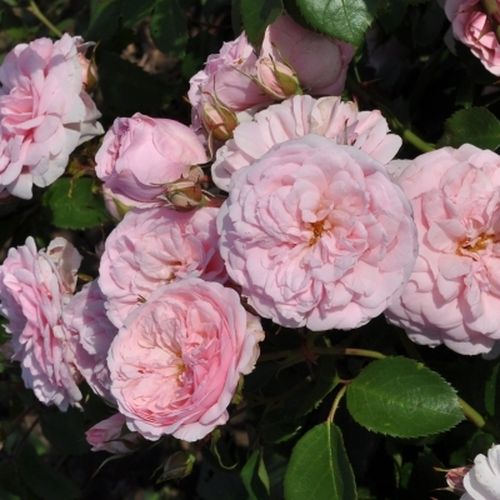 Világos rózsaszín - Angolrózsa virágú- magastörzsű rózsafa- bokros koronaforma
